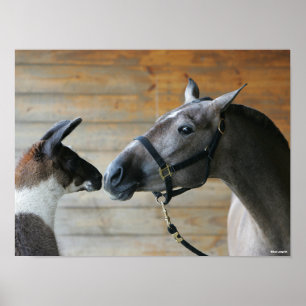 Bob Langrish Llama and Andalucian Meeting Headshot Poster