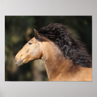 Bob Langrish | Lusitano Headshot Mane Flowing