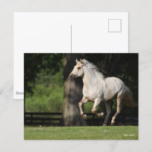 Bob Langrish Lusitano Horse Running Postcard