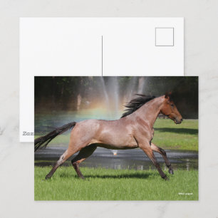 Bob Langrish Mangalarga Horse Running Rainbow Postcard