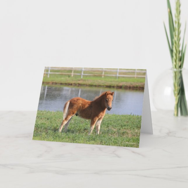 Bob Langrish | Miniature Pony Foal Standing Card (Front)