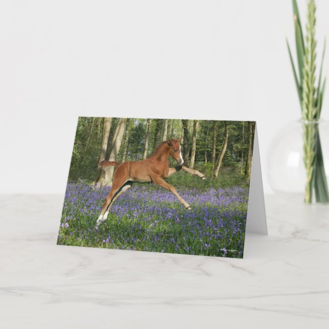 Bob Langrish | Morgan Foal Leaping With Bluebells Card (Front)