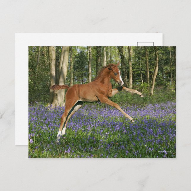 Bob Langrish | Morgan Foal Leaping With Bluebells Postcard (Front/Back)