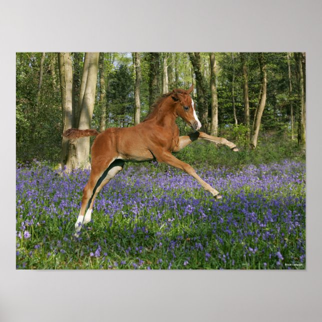 Bob Langrish | Morgan Foal Leaping With Bluebells Poster (Front)