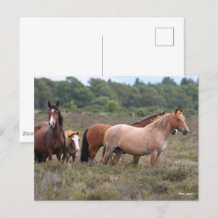 Bob Langrish New Forest Ponies and Foal Postcard