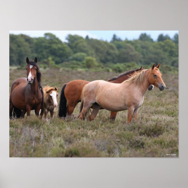 Bob Langrish | New Forest Ponies and Foal Poster (Front)