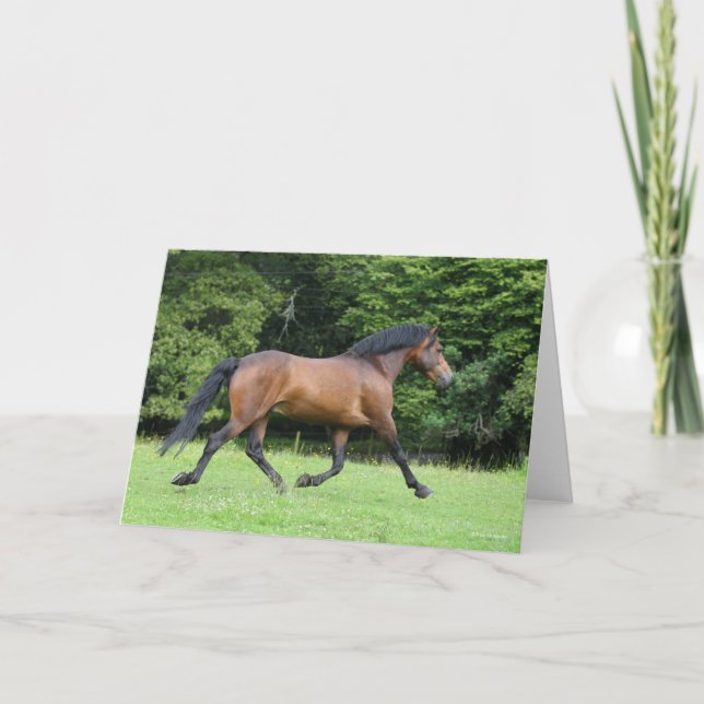 Bob Langrish | New Forest Pony Stallion Card (Front)