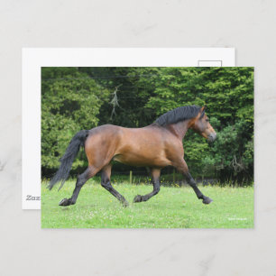 Bob Langrish New Forest Pony Stallion Postcard