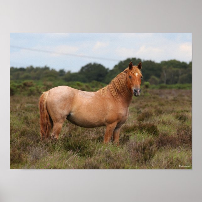 Bob Langrish | New Forest Pony Standing In Scrub Poster (Front)