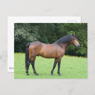Bob Langrish New Forest Pony Standing Postcard