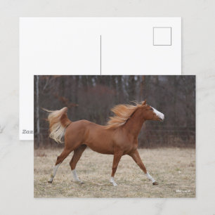 Bob Langrish Overo Paint Horse Running Postcard