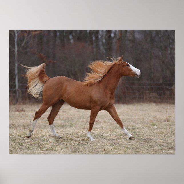 Bob Langrish | Overo Paint Horse Running Poster (Front)