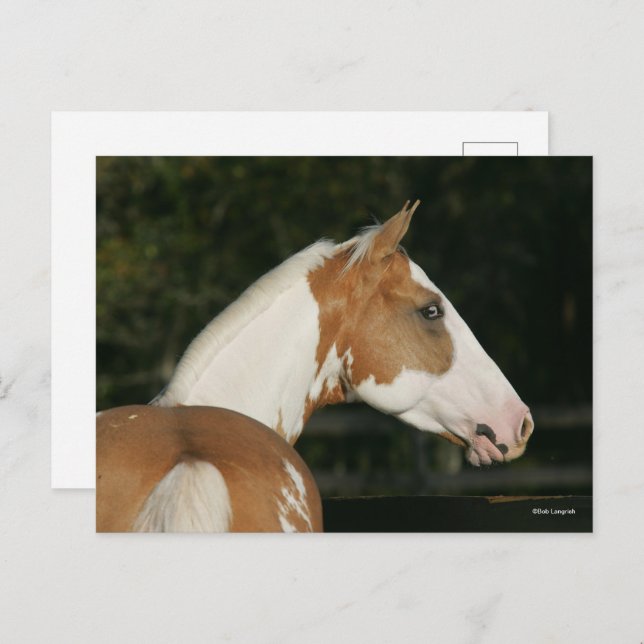 Bob Langrish | Paint Horse Headshot Postcard (Front/Back)