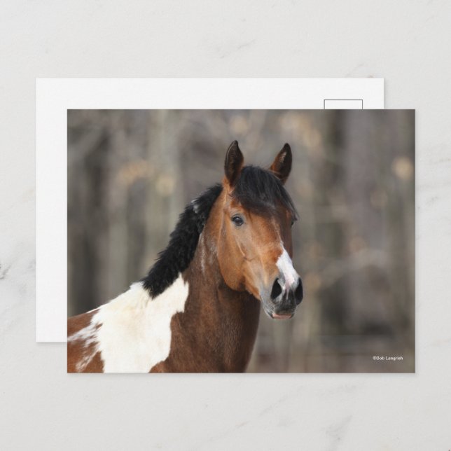 Bob Langrish | Paint Horse headshot Postcard (Front/Back)