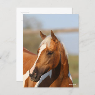 Bob Langrish Paint Horse headshot Postcard