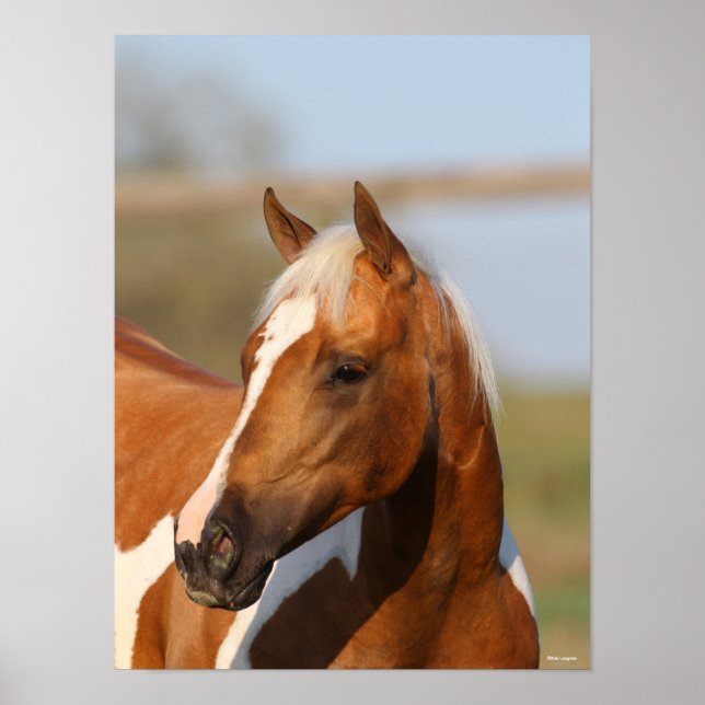 Bob Langrish | Paint Horse headshot Poster (Front)