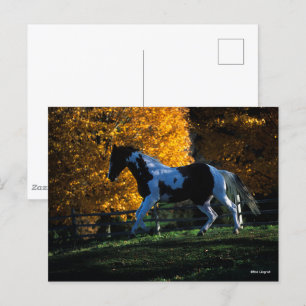 Bob Langrish Paint Horse Running Autumn Postcard