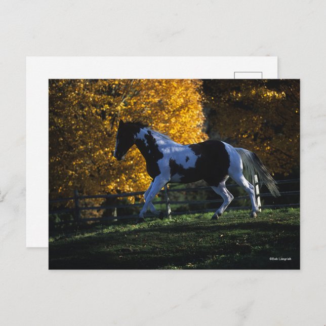 Bob Langrish | Paint Horse Running  Autumn Postcard (Front/Back)