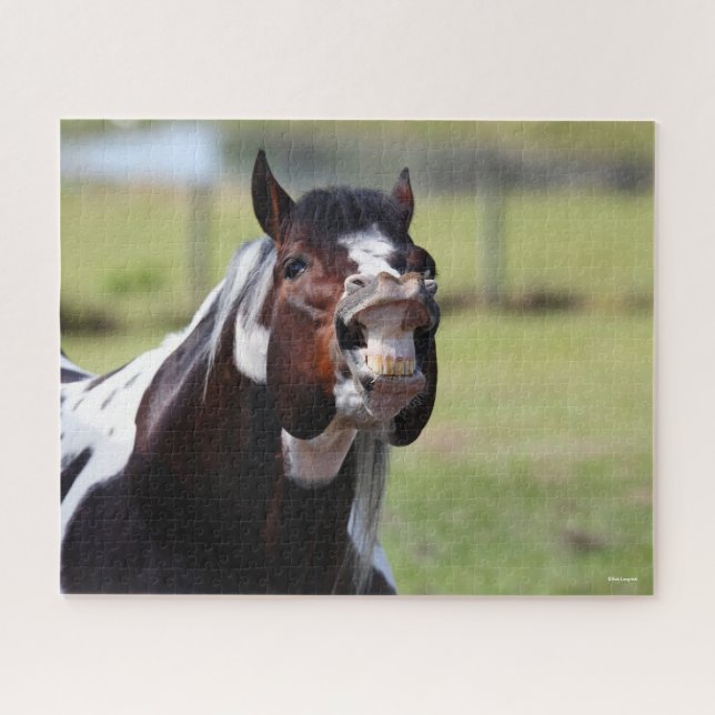 Bob Langrish | Paint Horse Stallion Flehmen Jigsaw Puzzle (Horizontal)