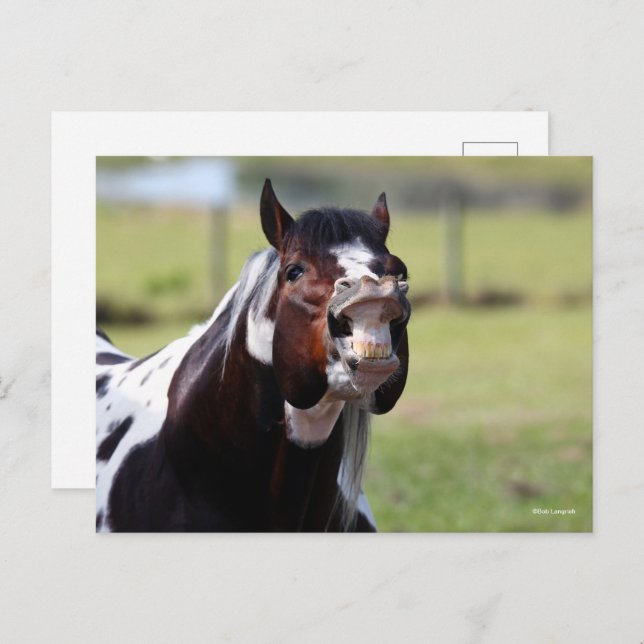 Bob Langrish | Paint Horse Stallion Flehmen Postcard (Front/Back)