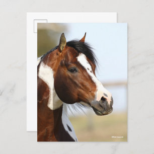 Bob Langrish Paint Horse Stallion headshot Postcard