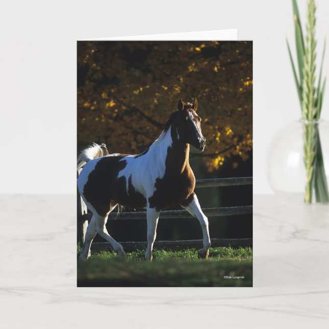 Bob Langrish | Paint Horse Walking Backlit Autumn Card (Front)