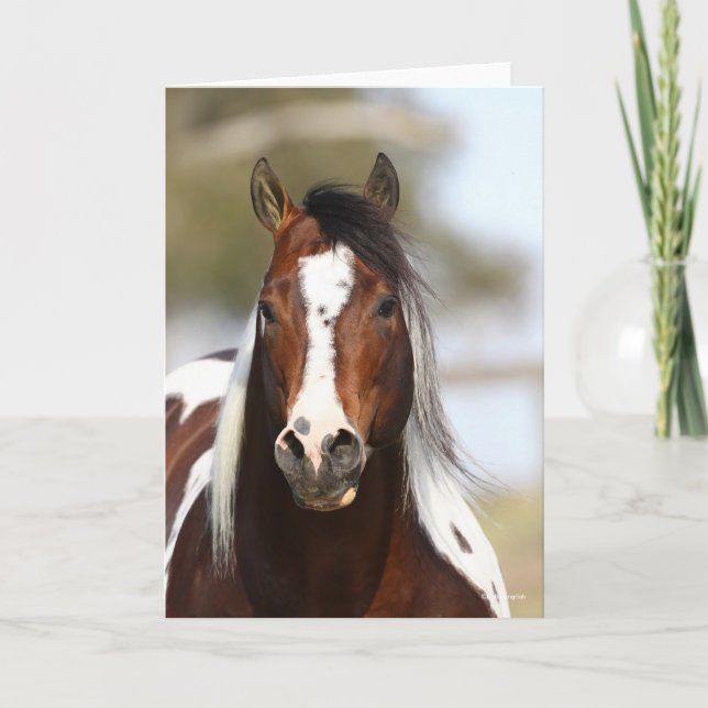 Bob Langrish | Paint Stallion Headshot Card (Front)
