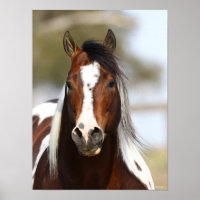 Bob Langrish | Paint Stallion Headshot