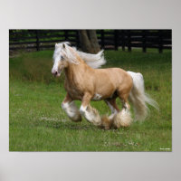 Bob Langrish | Palomino Gypsy Vanner Horse Running