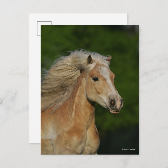 Bob Langrish | Palomino Haflinger Headshot Postcard (Front/Back)