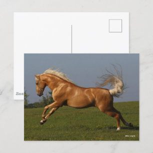 Bob Langrish Palomino Lusitano Stallion Leaping Postcard