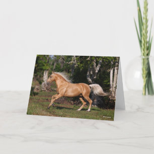 Bob Langrish   Palomino Lusitano Stallion Running Card