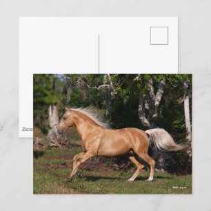 Bob Langrish Palomino Lusitano Stallion Running Postcard