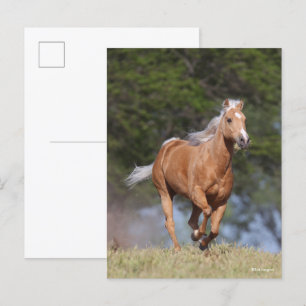 Bob Langrish Palomino Quarter Horse Running Postcard