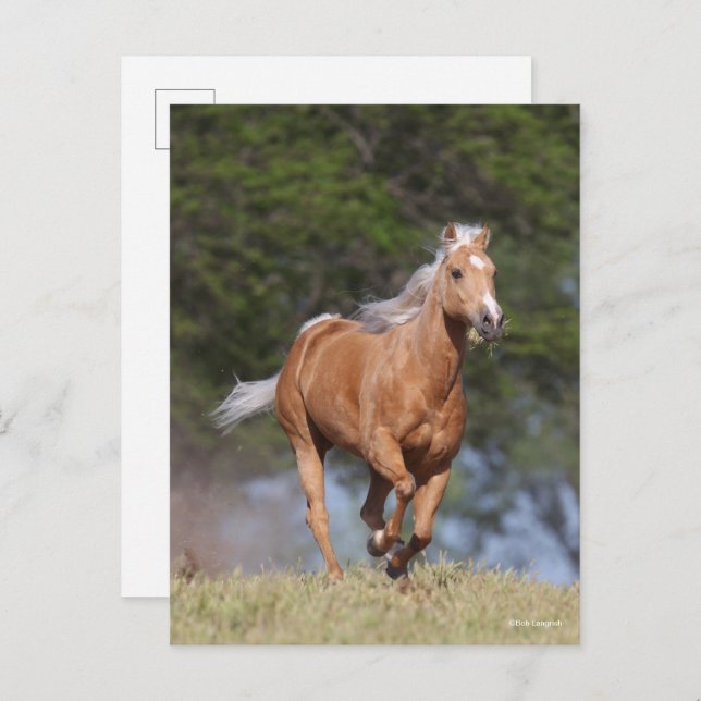 Bob Langrish | Palomino Quarter Horse Running Postcard (Front/Back)