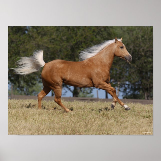 Bob Langrish | Palomino Quarter Horse Running Poster (Front)