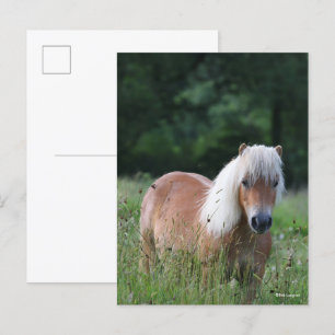 Bob Langrish   Palomino Shetland Standing In Grass Postcard