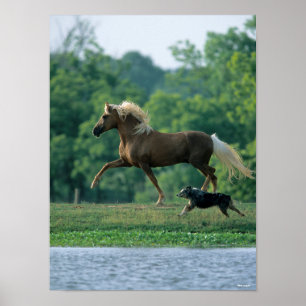 Bob Langrish   Palomino Tennessee Walker and Dog Poster