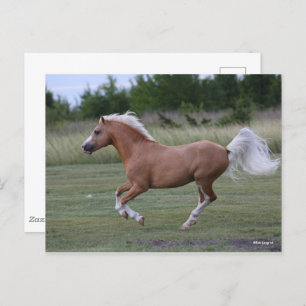 Bob Langrish   Palomino Welsh Pony Running Postcard