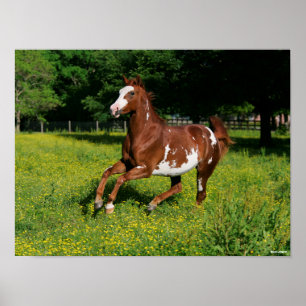 Bob Langrish   Pinto Oldenburg Running in flowers Poster