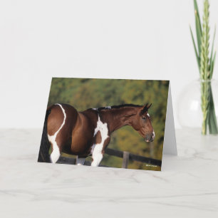 Bob Langrish   Pinto Warmblood Standing Headshot Card