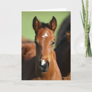Bob Langrish   Quarter Horse Foal Headshot Card