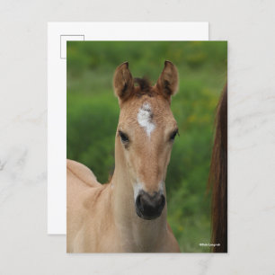 Bob Langrish Quarter Horse Foal Headshot Postcard
