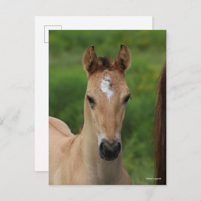 Bob Langrish | Quarter Horse Foal Headshot Postcard (Front/Back)
