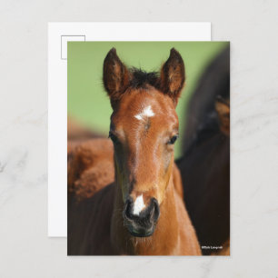 Bob Langrish Quarter Horse Foal Headshot Postcard