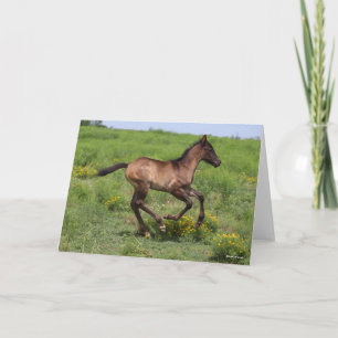 Bob Langrish   Quarter Horse Foal Running Card