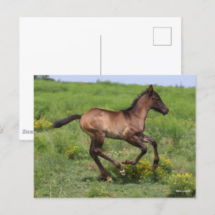 Bob Langrish Quarter Horse Foal Running Postcard