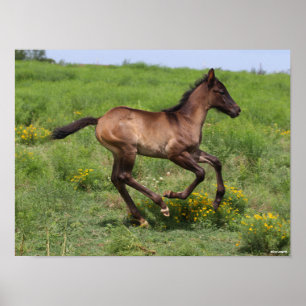 Bob Langrish   Quarter Horse Foal Running Poster