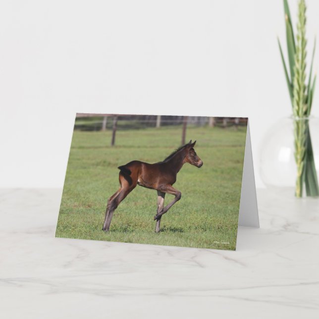 Bob Langrish | Quarter Horse Foal Standing Leg Up Card (Front)
