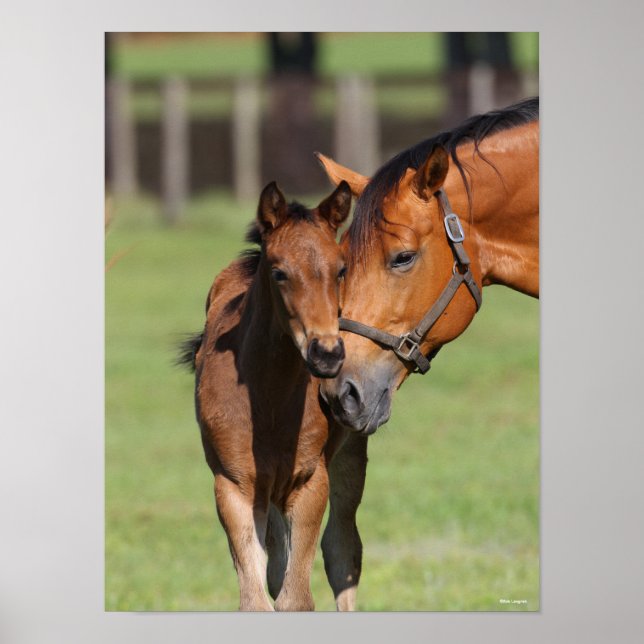 Bob Langrish | Quarter Horse Mare and Foal Poster (Front)